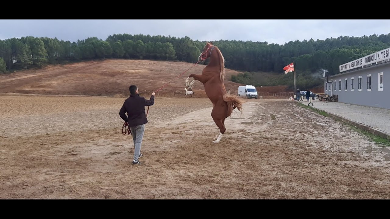 Arap Atı Alu&ccedil;