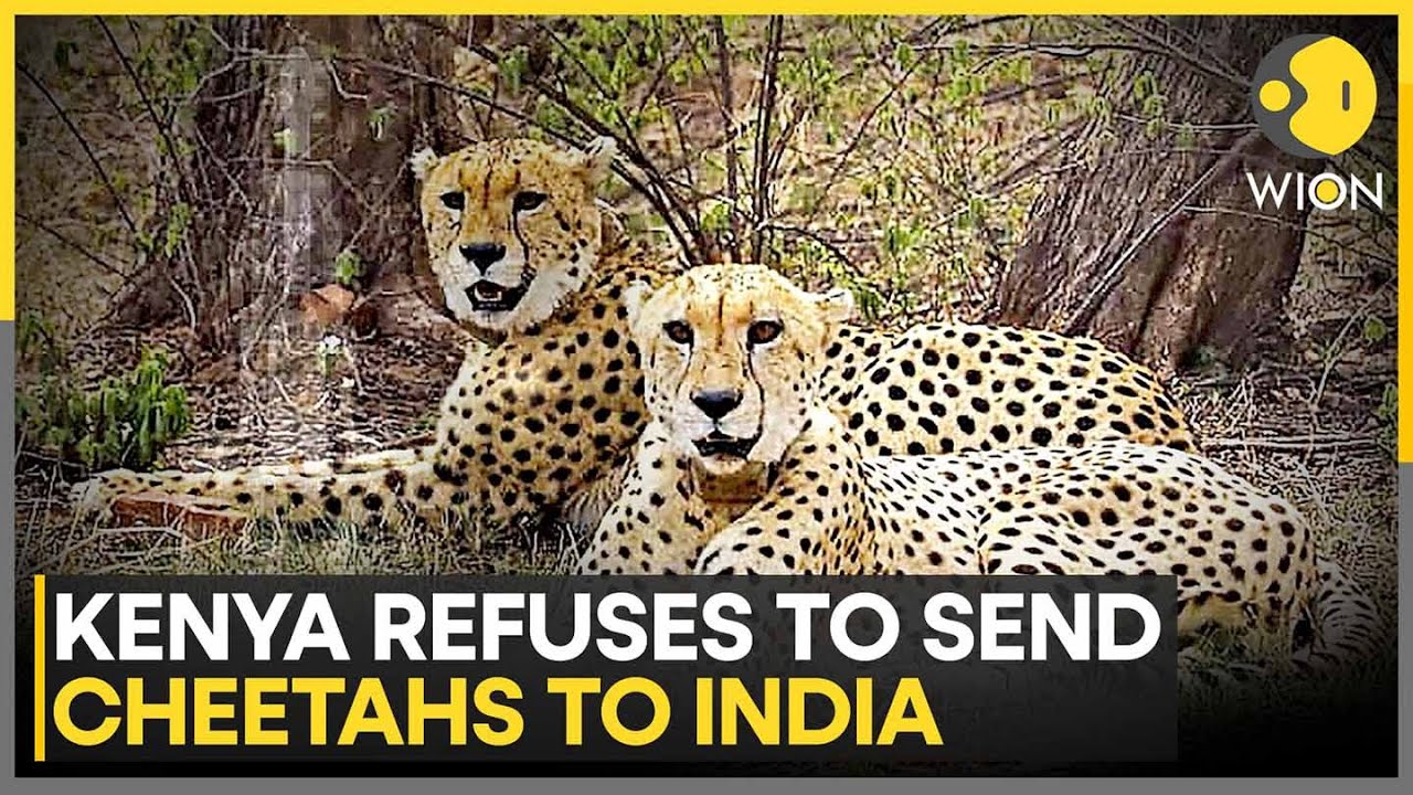 India Cheetah Translocation: South Africa Pauses India's Cheetah Translocation Project | WION News