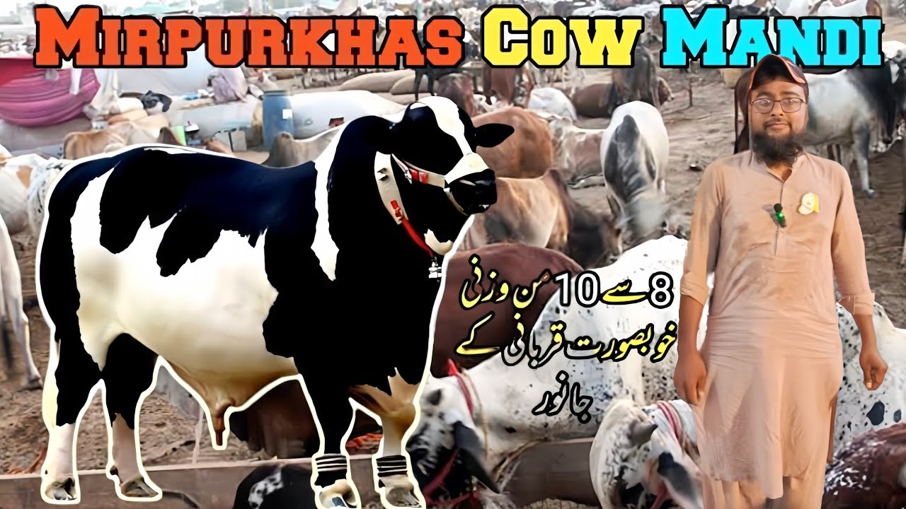 Mirpurkhas Cow Mandi Ka Sab Se HEAVY BULL  | Cattle Market Mirpurkhas | Bakra Eid