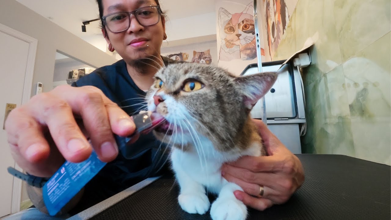 Feisty Cat named Porcupine. I had to gain her trust 🙀