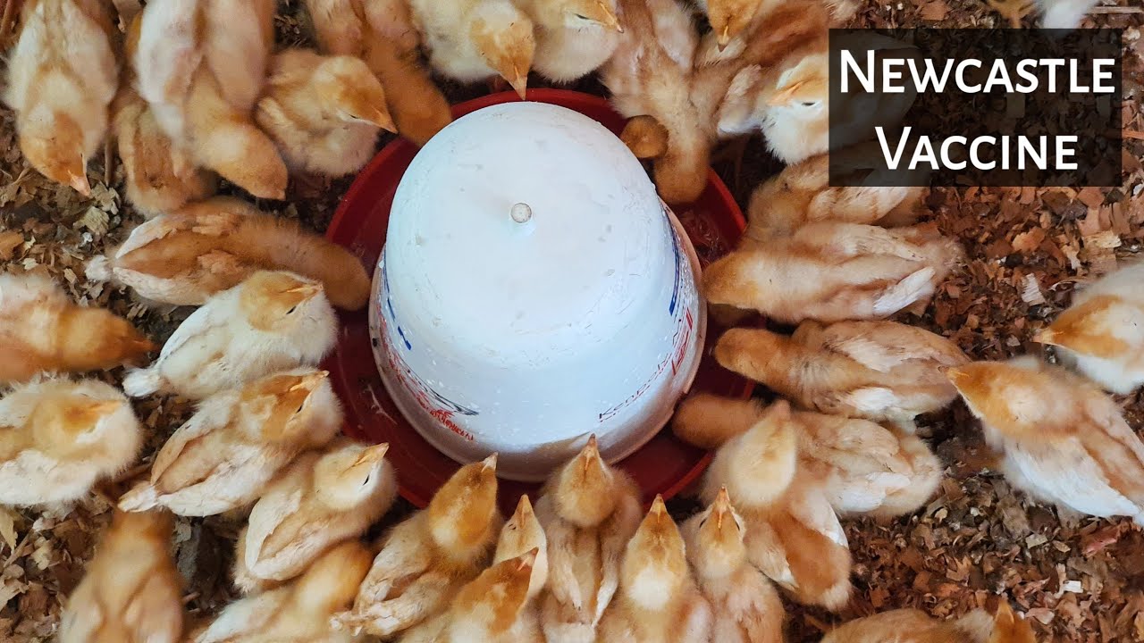 Giving My Baby chicks Their FIRST Vaccine | Newcastle Disease