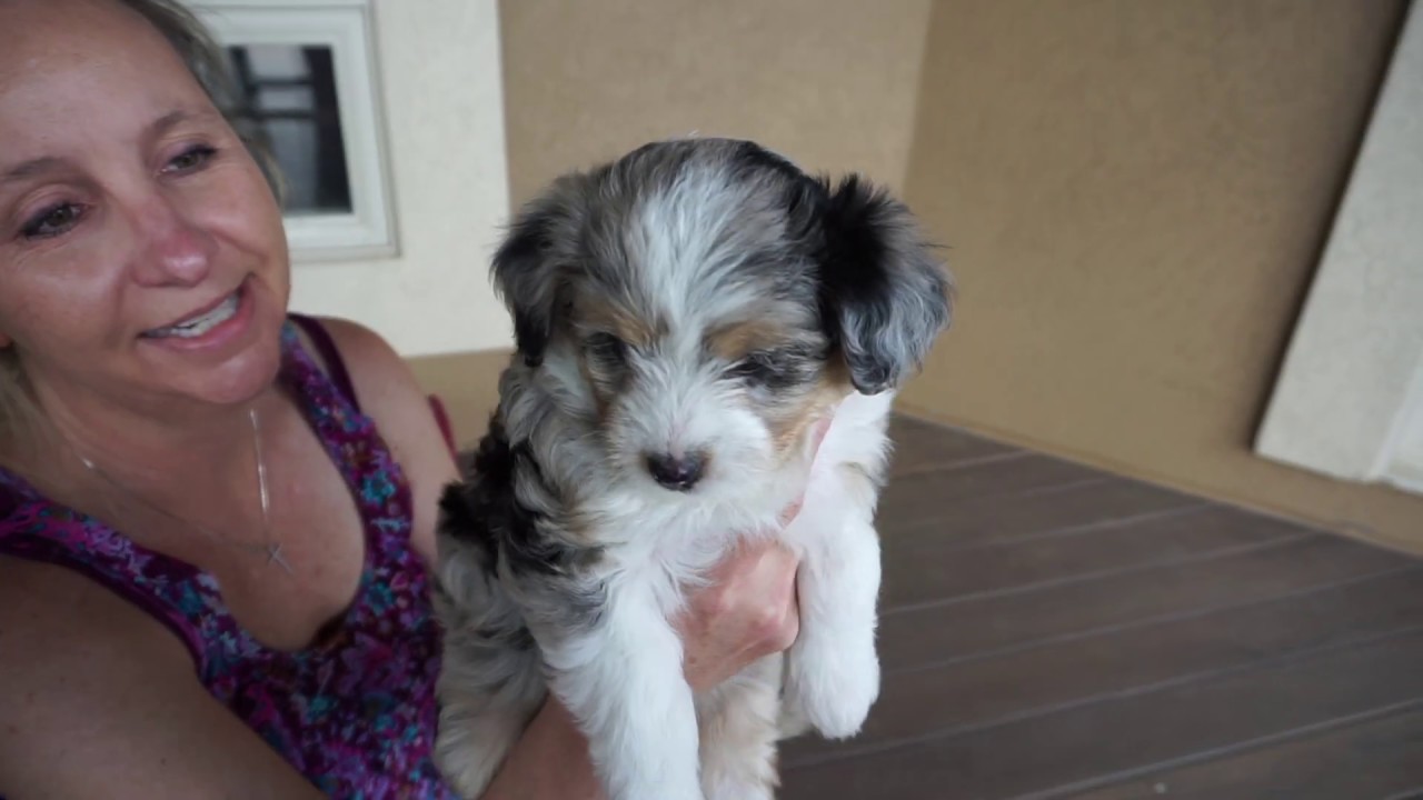Pippa's 1st  Mini Aussiedoodles Puppies @ 7 weeks