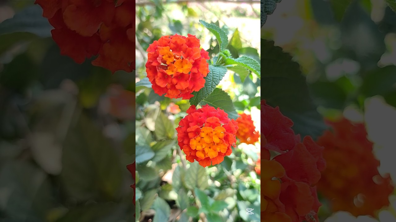 West Indian Lantana  #saibanilata #putush #flowersshorts #viralvideo #shortvideo🏵️🏵️🏵️