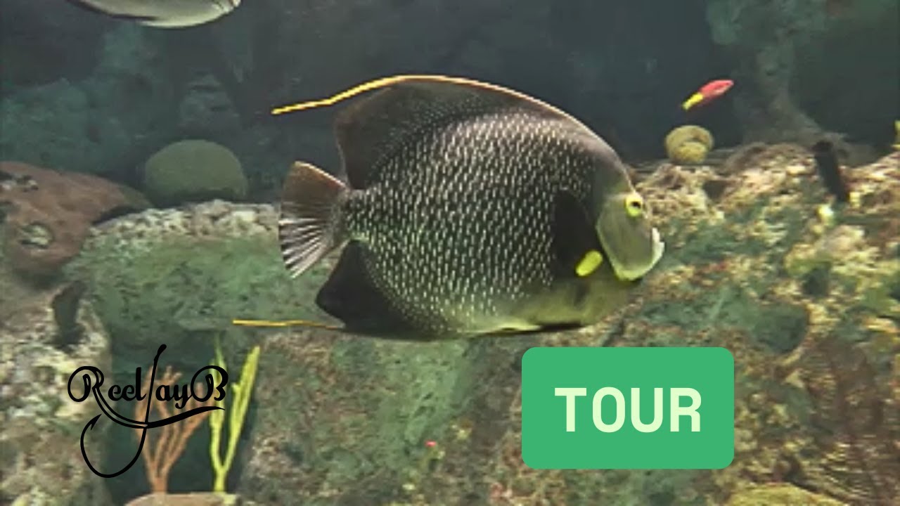 We Visited The Baltimore National Aquarium - Our FAVORITE Aquarium!  #baltimore  #nationalaquarium