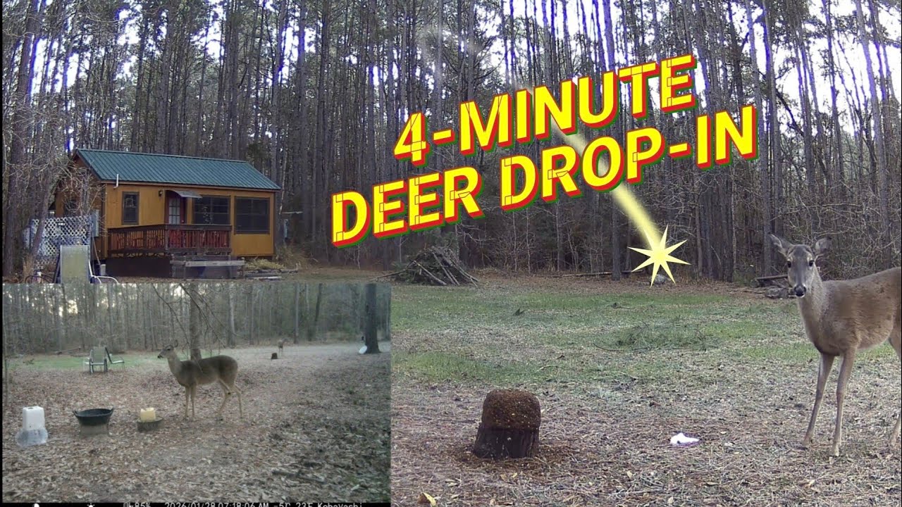 Four‑Deer Flash Visit #nature #wildlife
