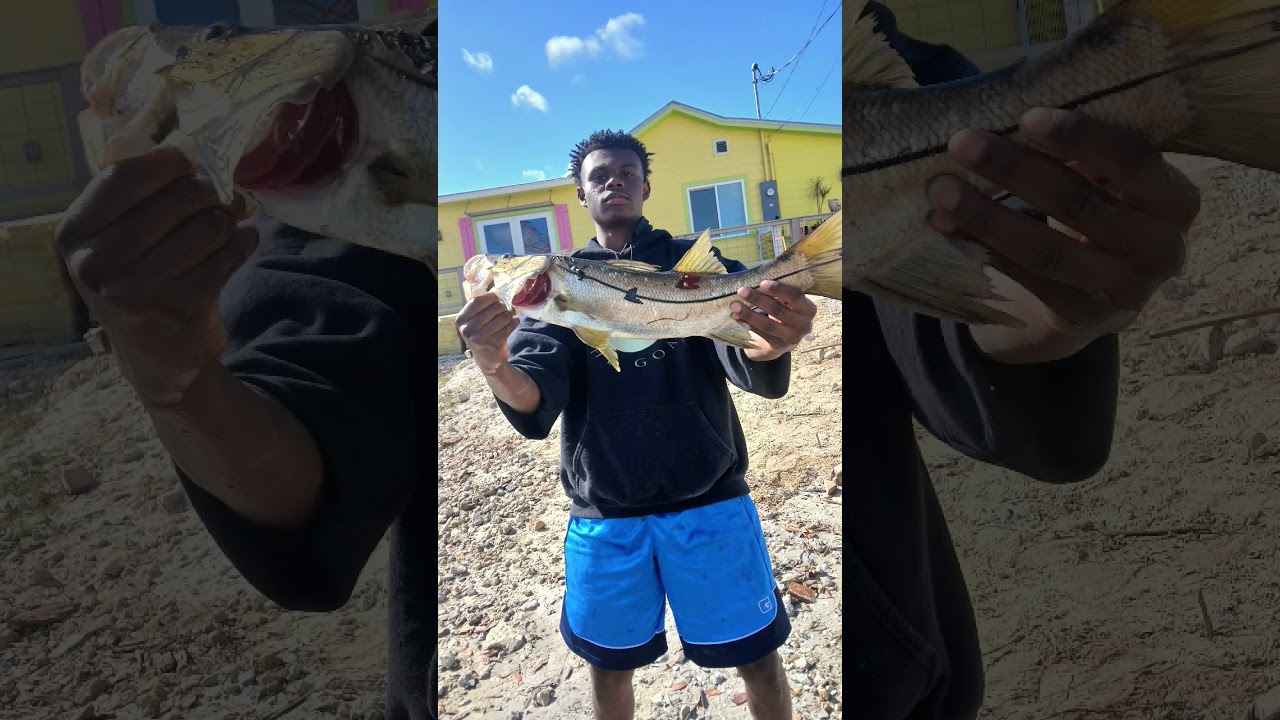snook fish 