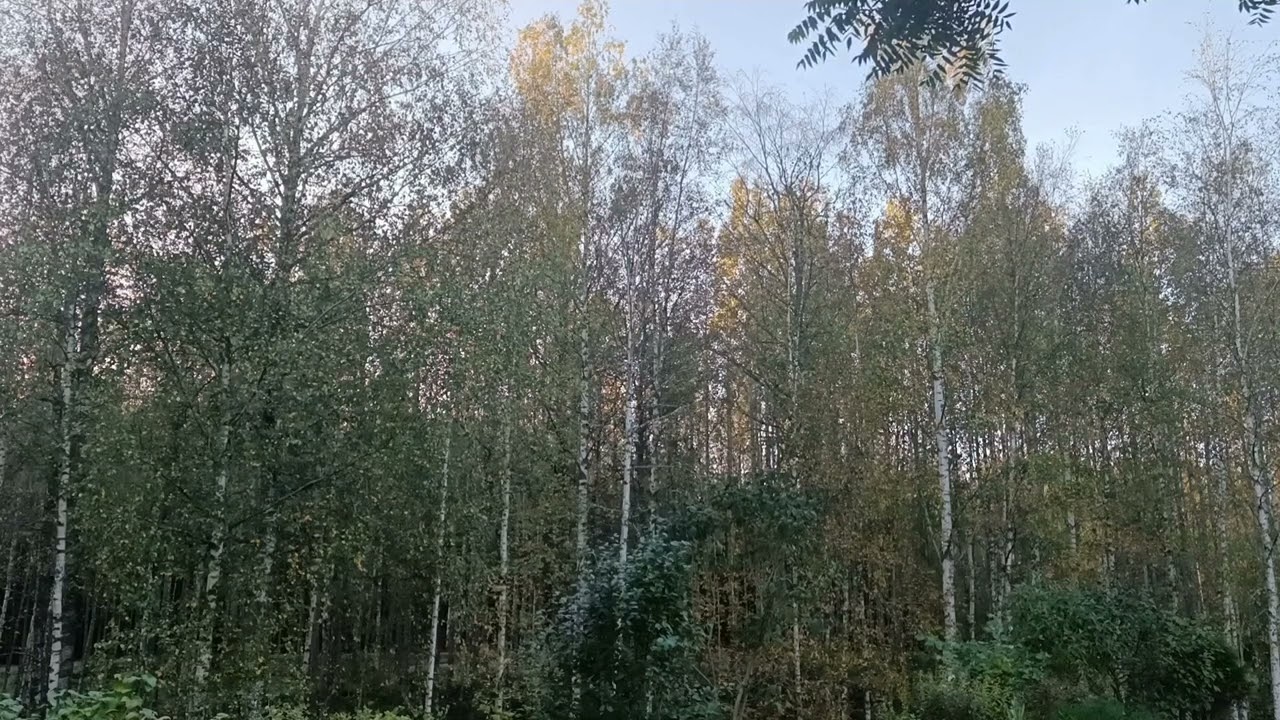 Pimenevä metsä #nature #forest #evening 
