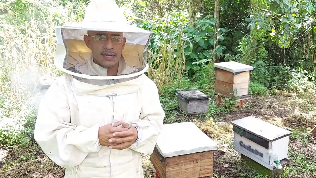 Alimentacion de incentivo para abejas