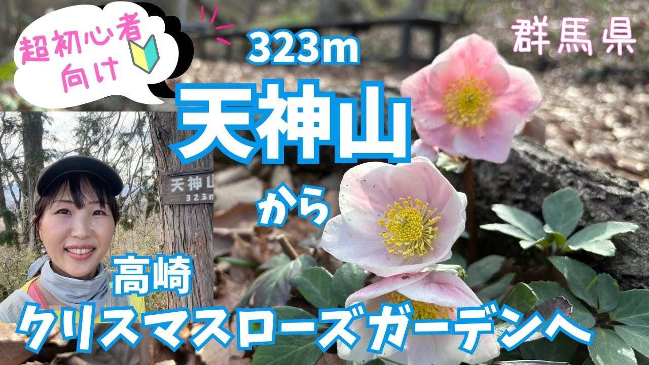 超初心者🔰シニア向け！【群馬県:天神山】迷わない:高崎クリスマスローズガーデンまでのんびり低山ソロハイキング