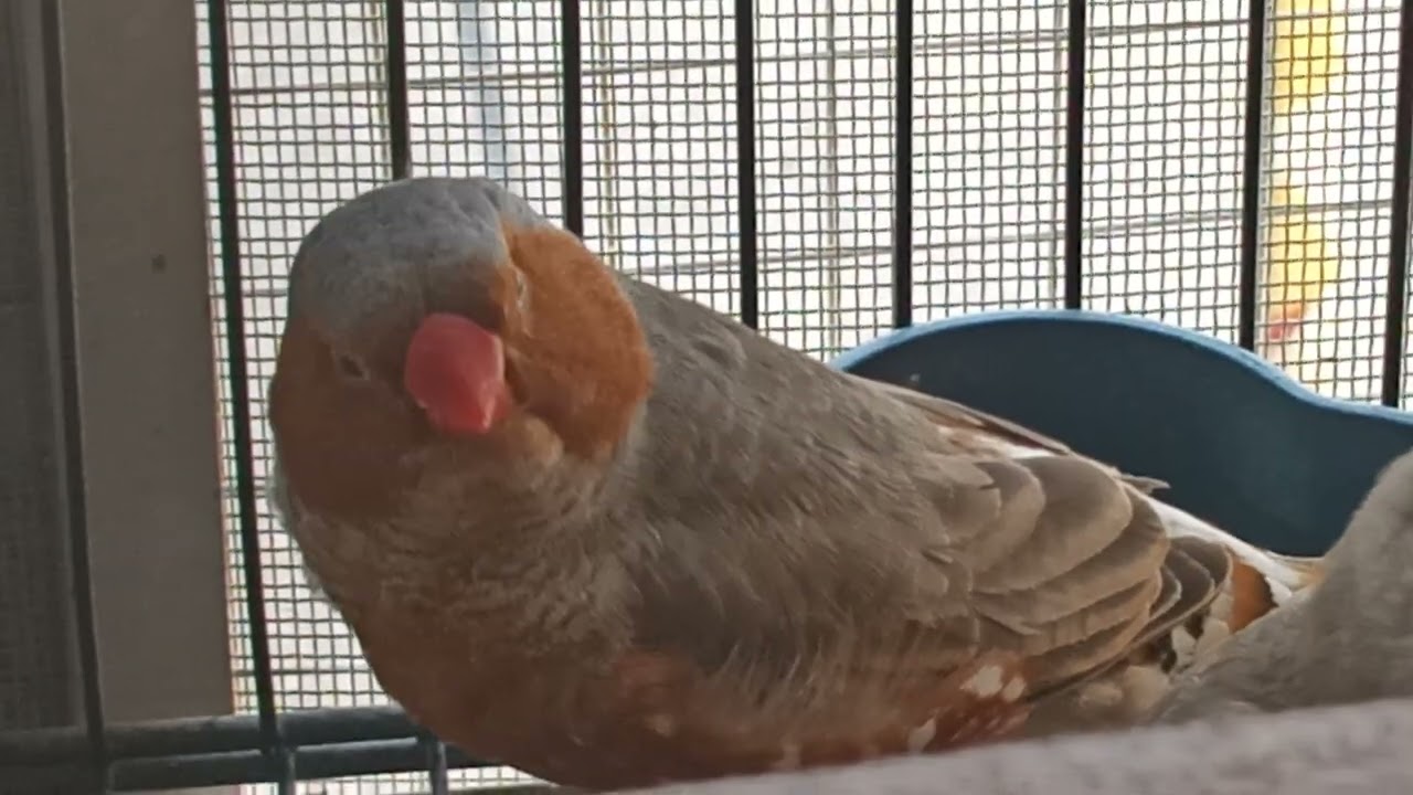 zebra finch setup part two finch birds breeding