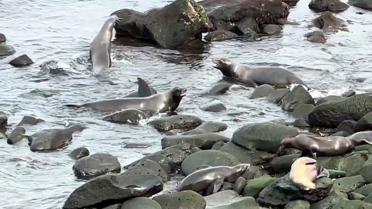 Seals in Del Mar  #seals #wildlife #nature