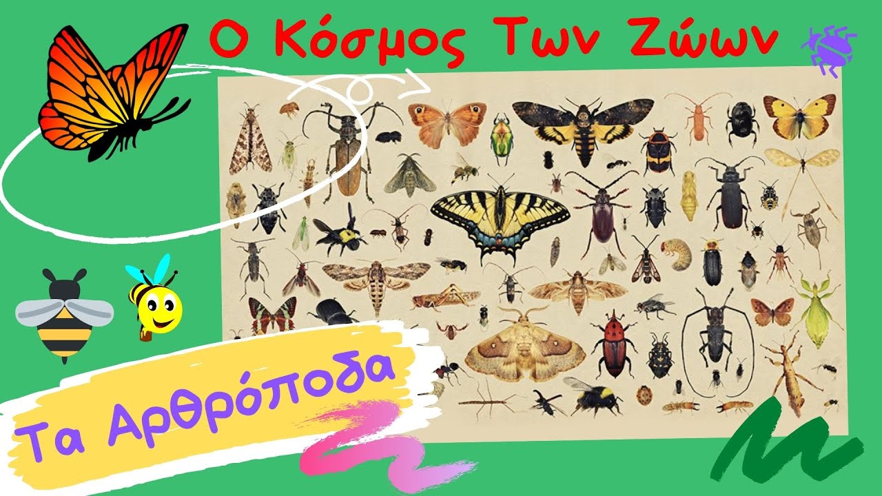 Ο Κόσμος Των Ζώων - Τα Αρθρόποδα