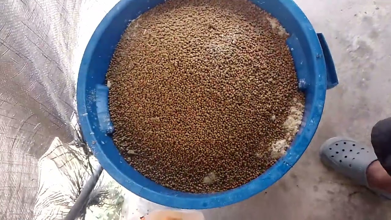 fermento para maduración simbiotica  de el agua para recibir nuestros peses