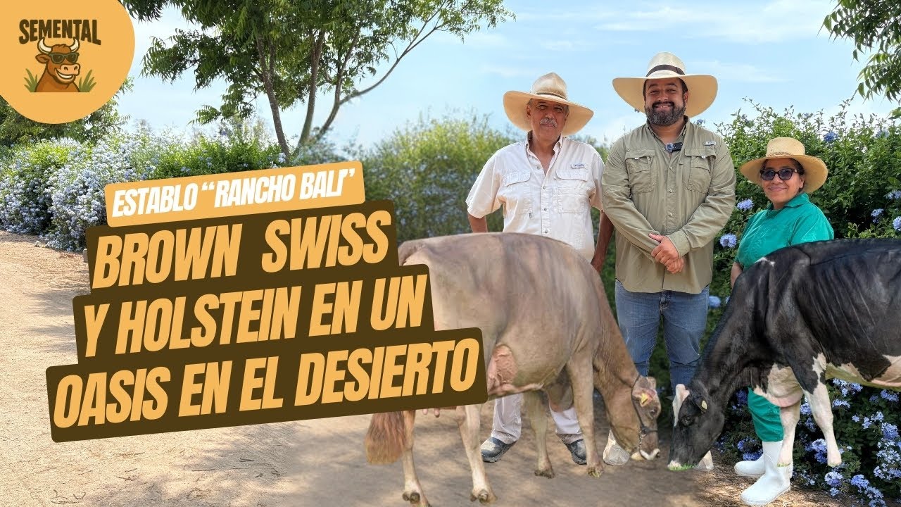BROWN SWISS Y HOLSTEIN EN UN OASIS EN EL DESIERTO - ESTABLO 