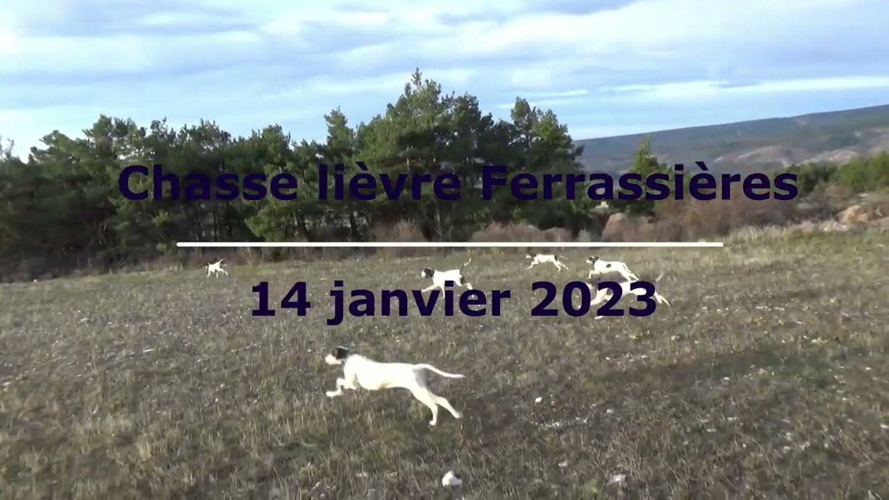 Chasse lièvre 14 janvier 2023. Chiens courants Ariégeois en Drôme Provençale.