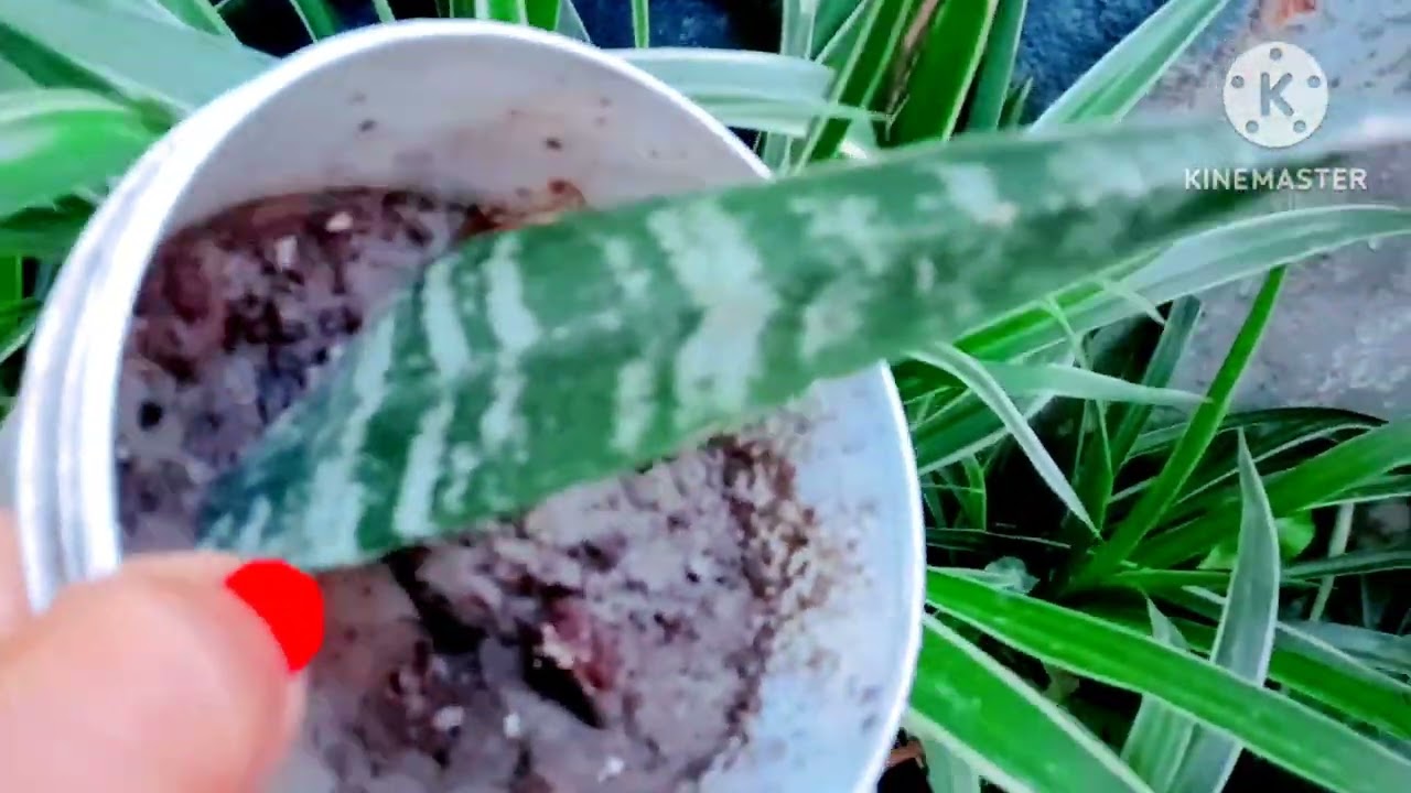 कटिंग से लगाए प्लांट जब बन जाते हैं तो बहुत खुशी होती है दिल को।