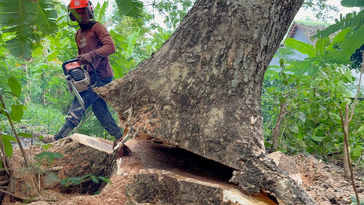 Blackened!! Tebang pohon trembesi puluhan tahun!