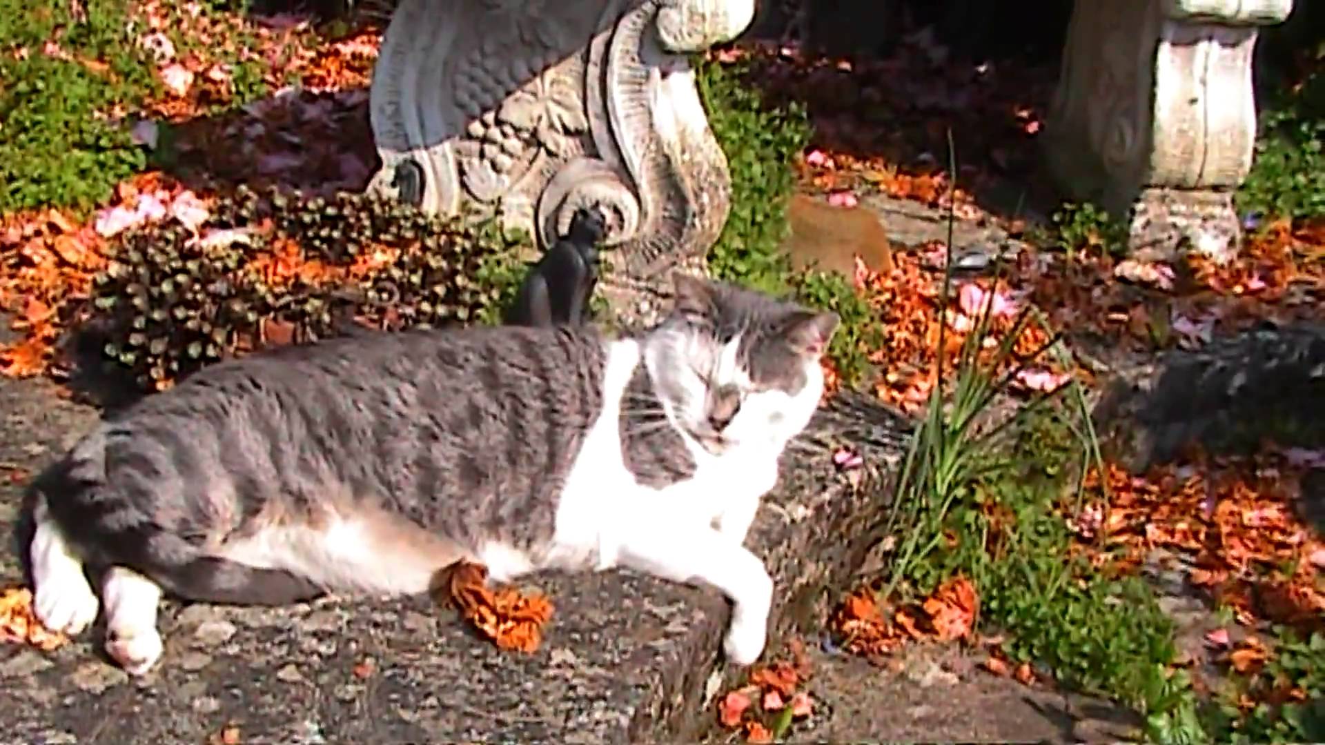 Neo the Cat