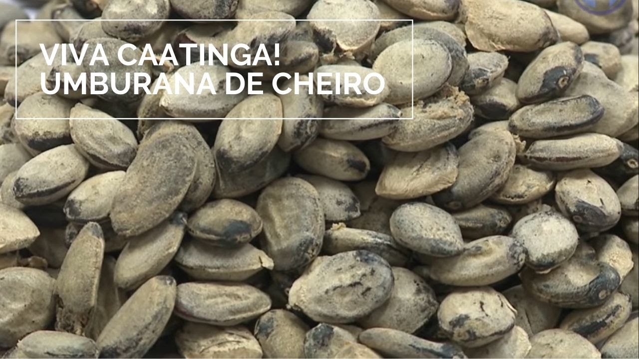 Viva Caatinga! Umburana de Cheiro