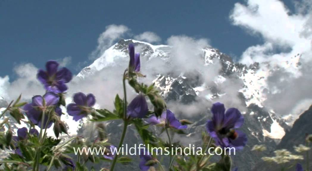 Geranium wallichianum with Rataban peak!