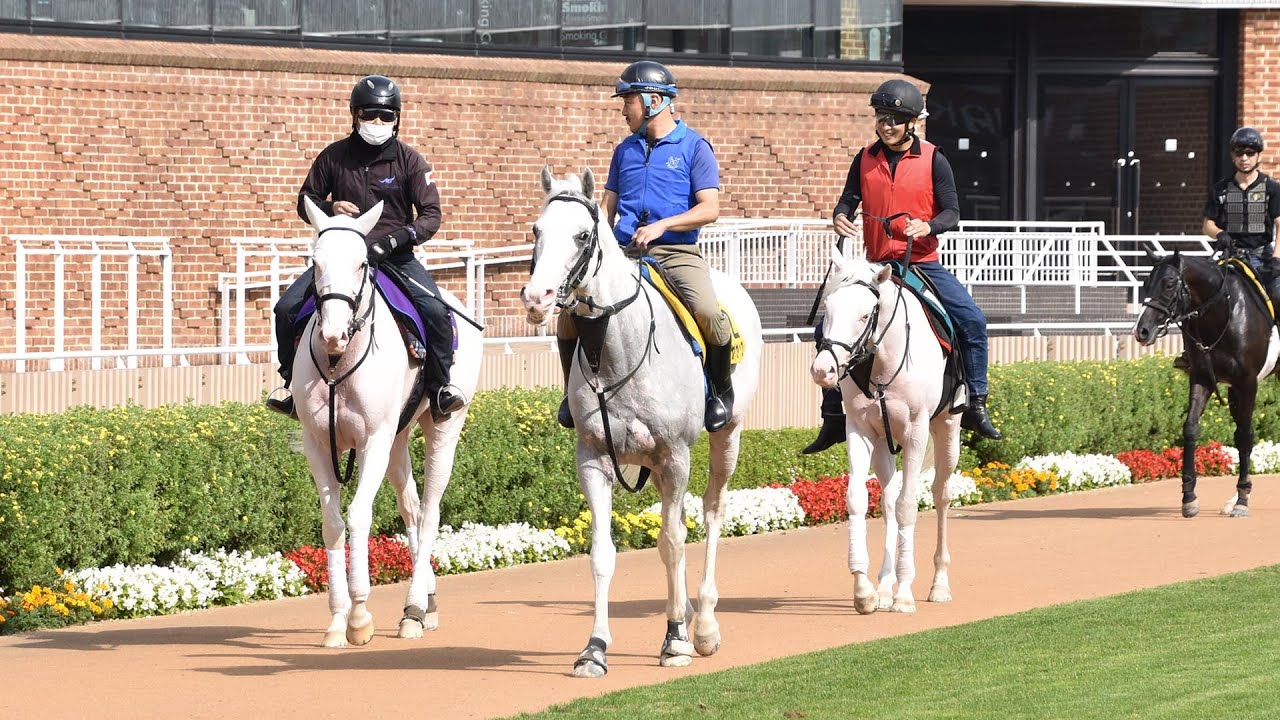 ついに実現！白毛３頭ソダシ、ハヤヤッコ、アオラキが函館で初の共演《東スポ競馬ニュース》