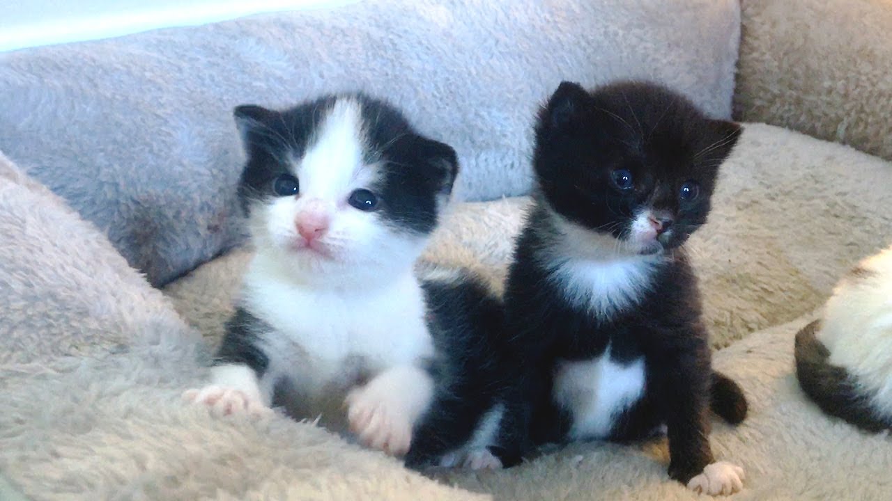 Tuxedo kitten Coco Learning to walk l CrazyCatish