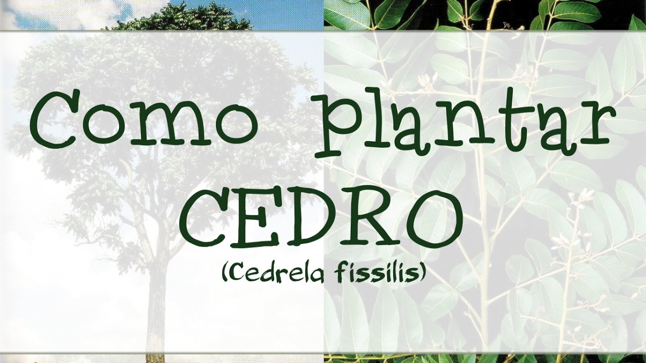 Como plantar CEDRO | Cedrela odorata