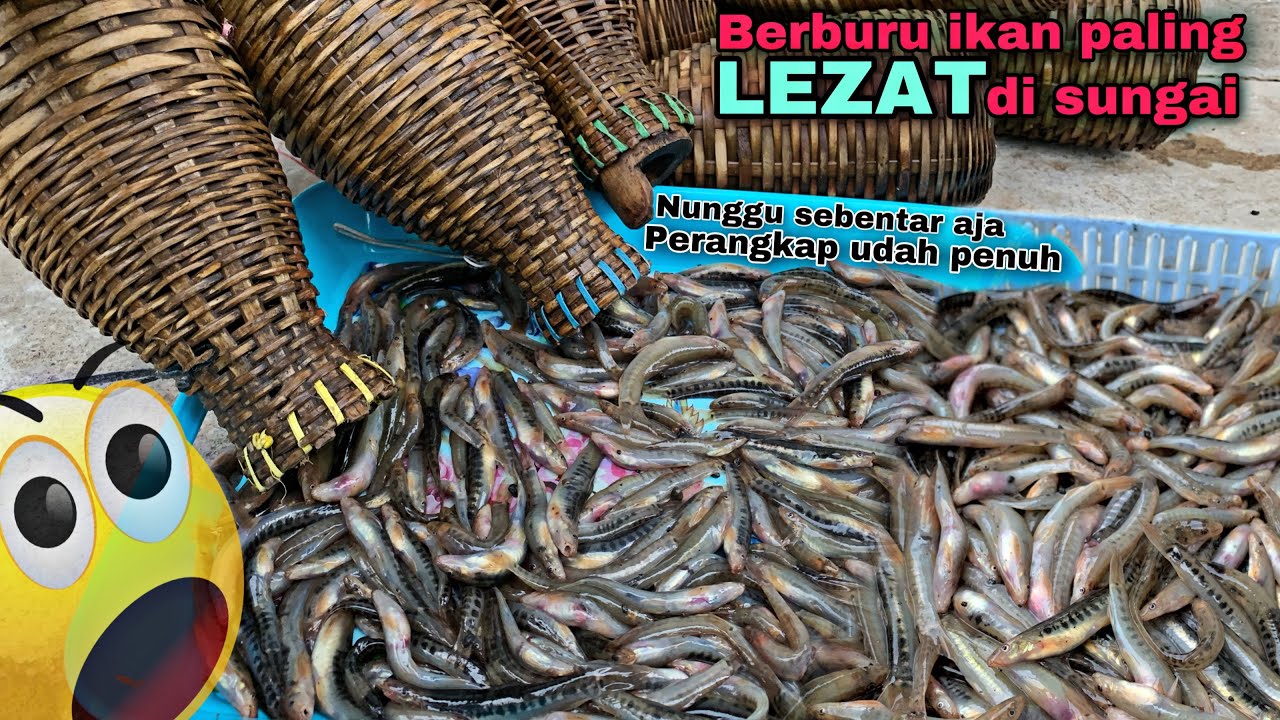 Berburu ikan uceng paling mudah dapat melimpah, cuma pakai cara ini!!!