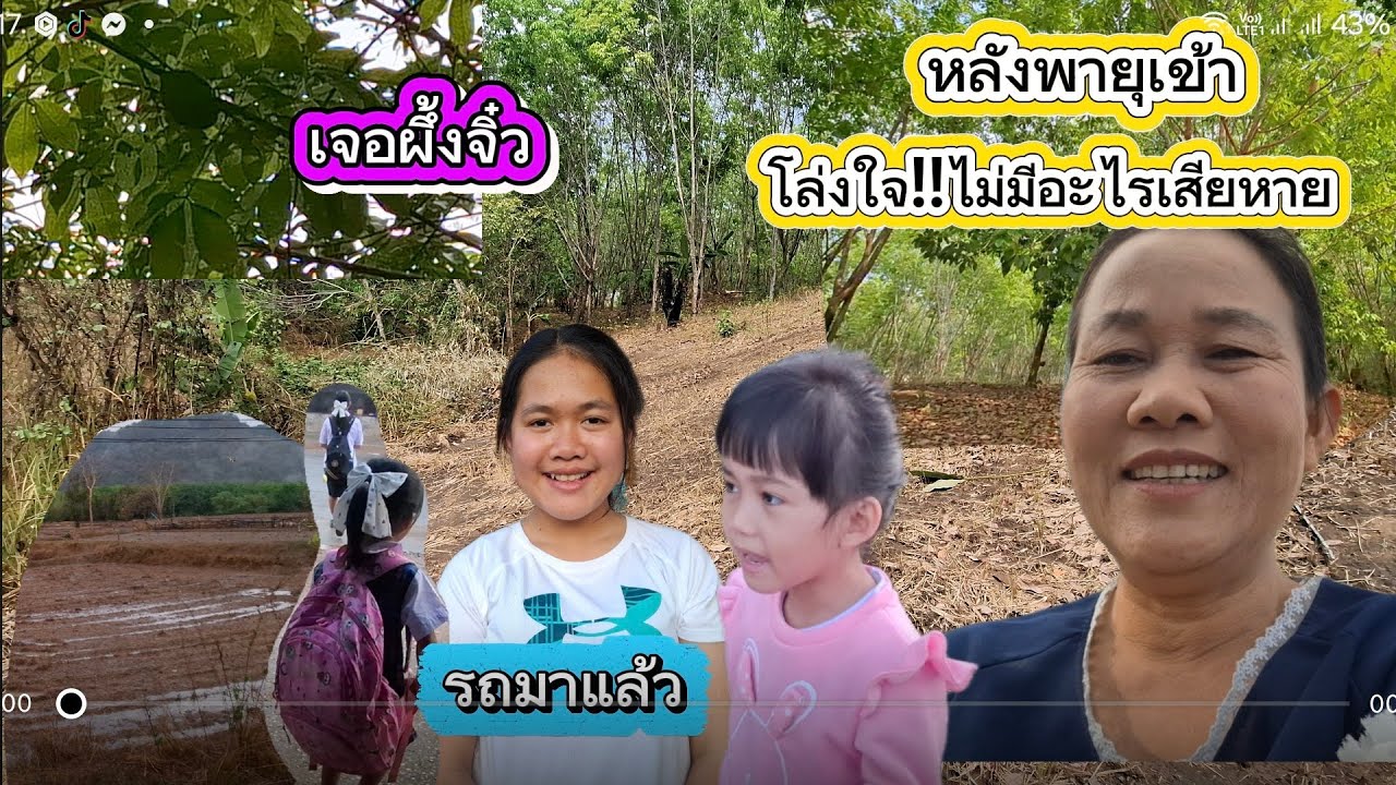 พายุเข้าเมื่อวานสำรวจต้นยางป้าแต๋นเสียหายไหม/แนวกันไฟ3หนุ่มแบบนี้