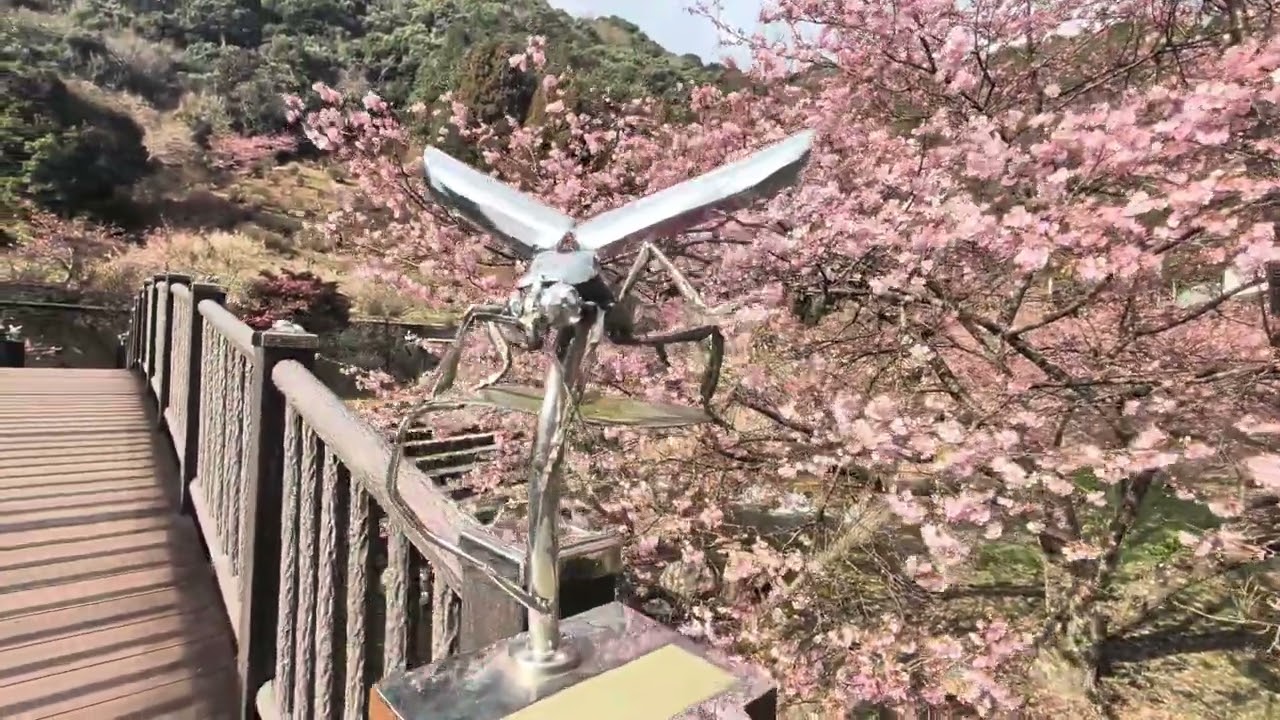 ７分咲きの唐津市相知町伊岐佐の蛍橋にある河津桜