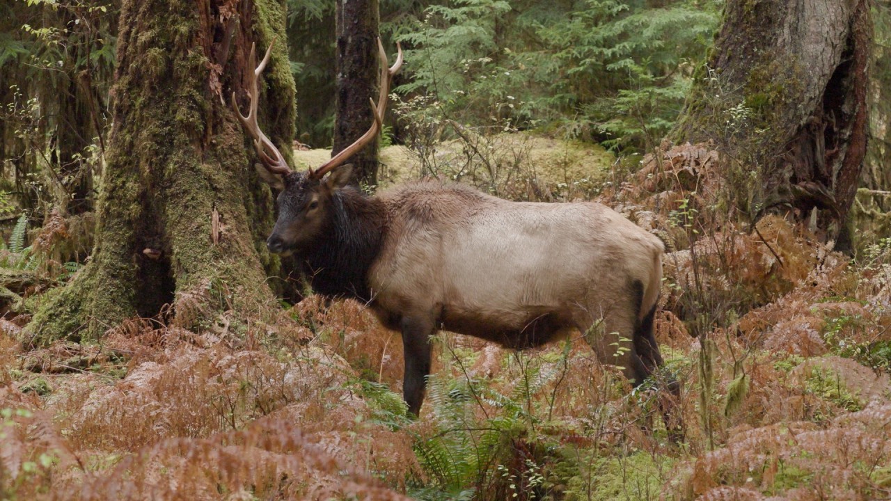 Roosevelt Elk in the Rainforest