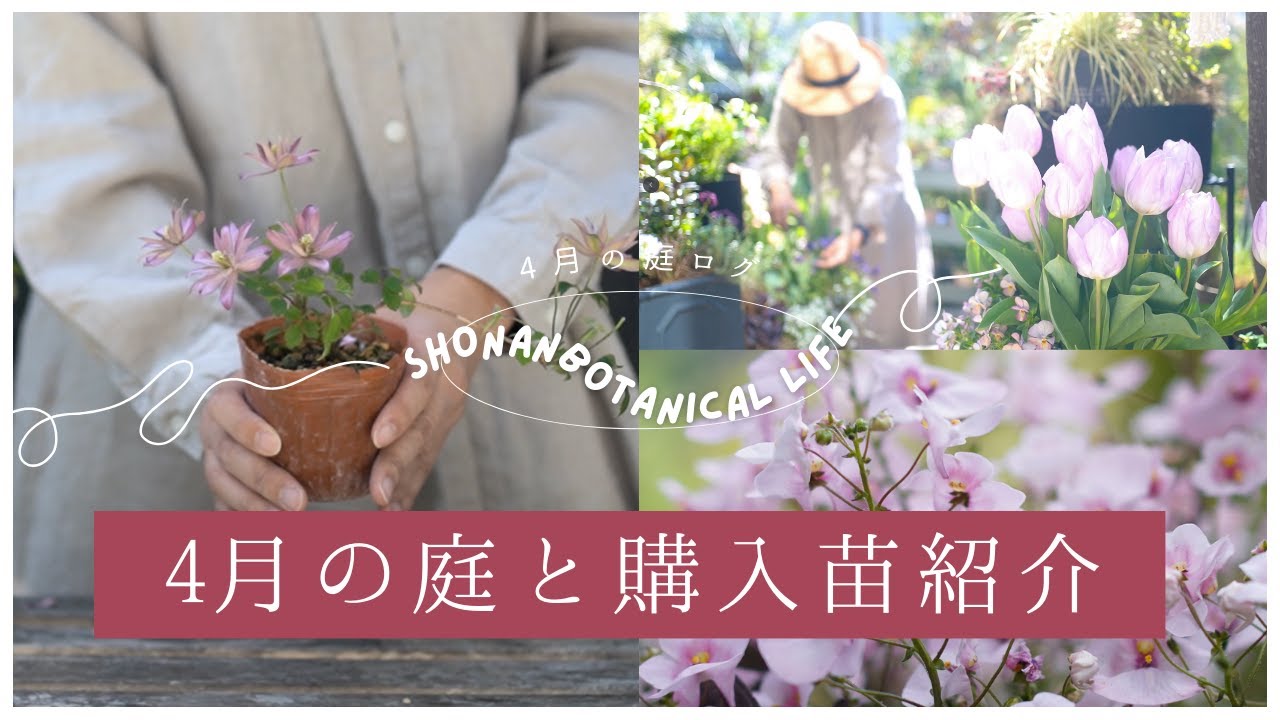 【初夏のガーデニング】4月の庭と購入苗紹介15種！｜シェードガーデン｜花旅｜4月の庭ログ