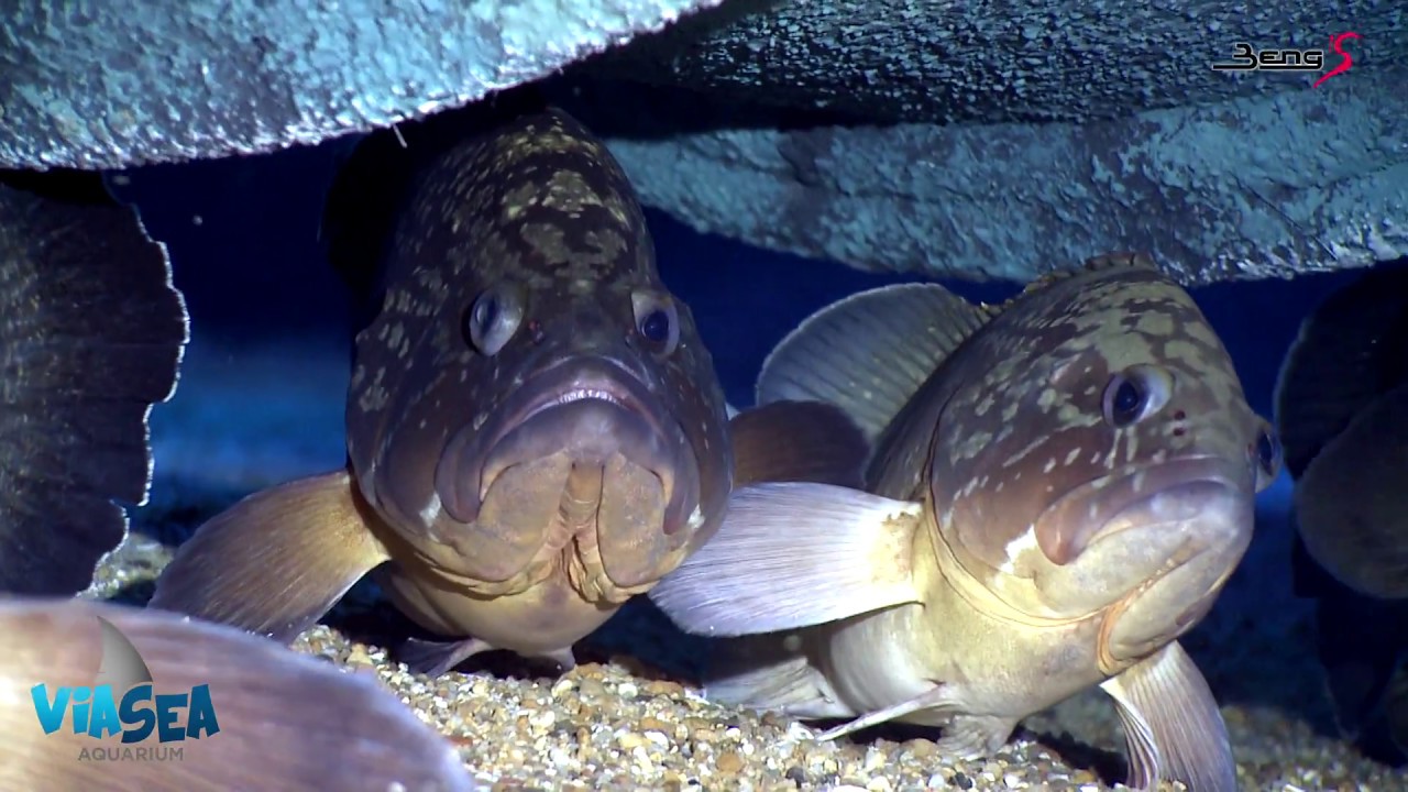 ViaSea Aquarium HD