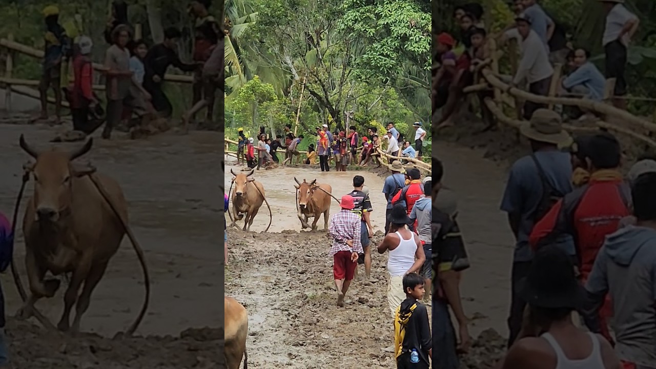 Pacu Jawi Story‼️ The Wild Bull Race from West Sumatra, Indonesia 🇮🇩 | Traditional Mud Sport 