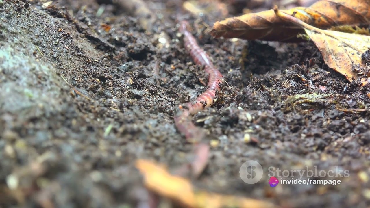 Basic: Leaf litter