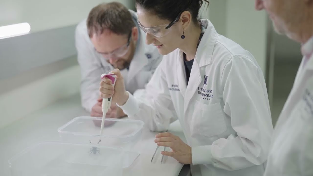 Spider venom heart drug moves to clinical trials