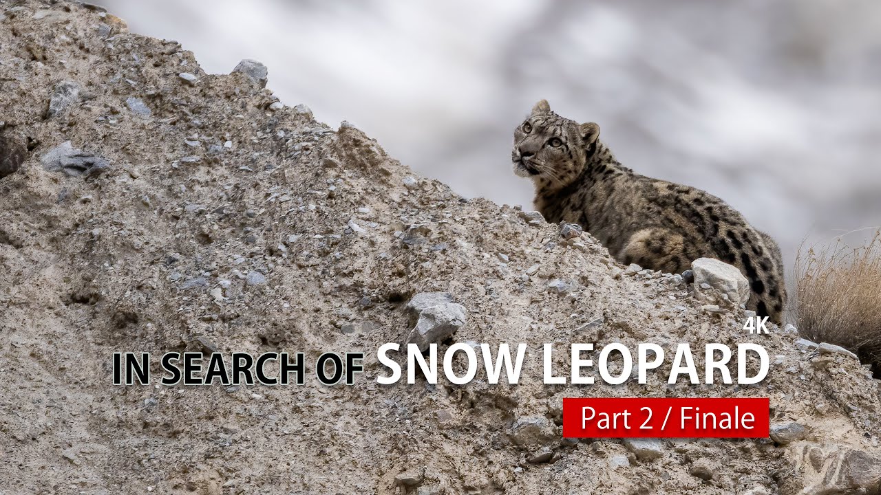 In Search of Snow Leopard Part 2/Finale | Himalayan Wildlife Expedition | Khyber, Hunza #snowleopard