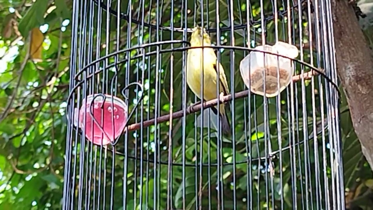 pleci nembak wit2