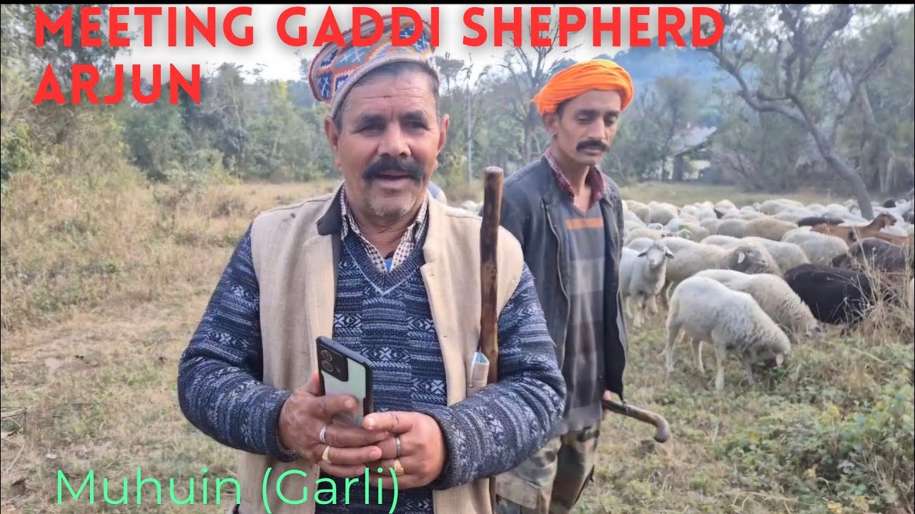 Meeting gaddi shepherd Arjun in Garli-Pragpur area 