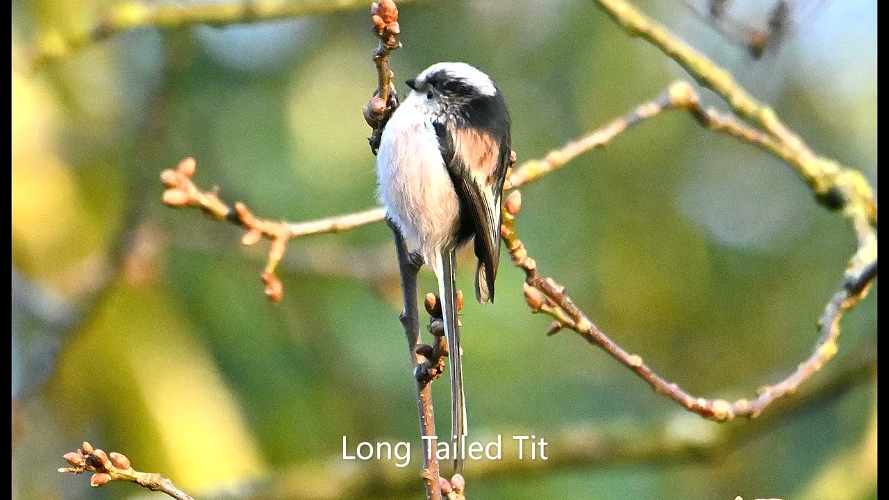 Sutton Park 20/01/22