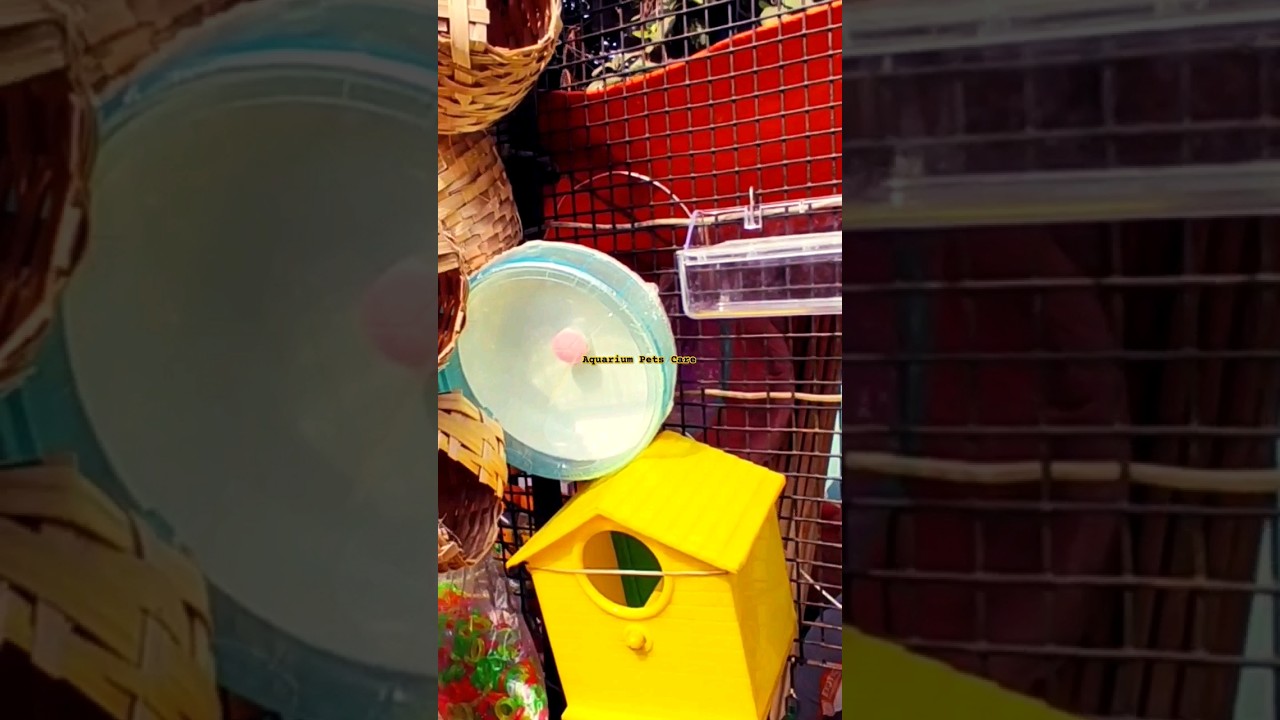Buy Hamster Wheel House Birds Nest 