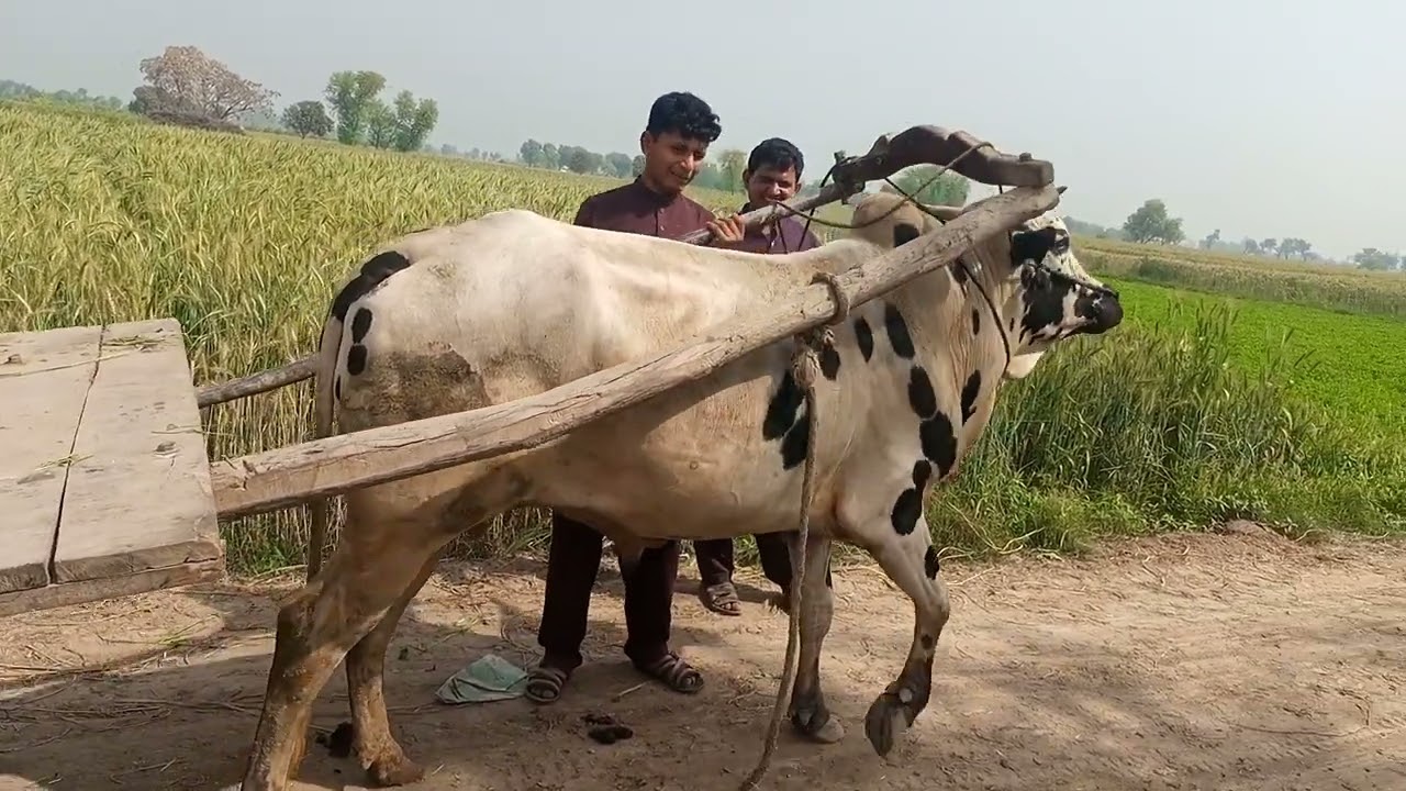 janwaron ka chara || punjab village life in pakistan