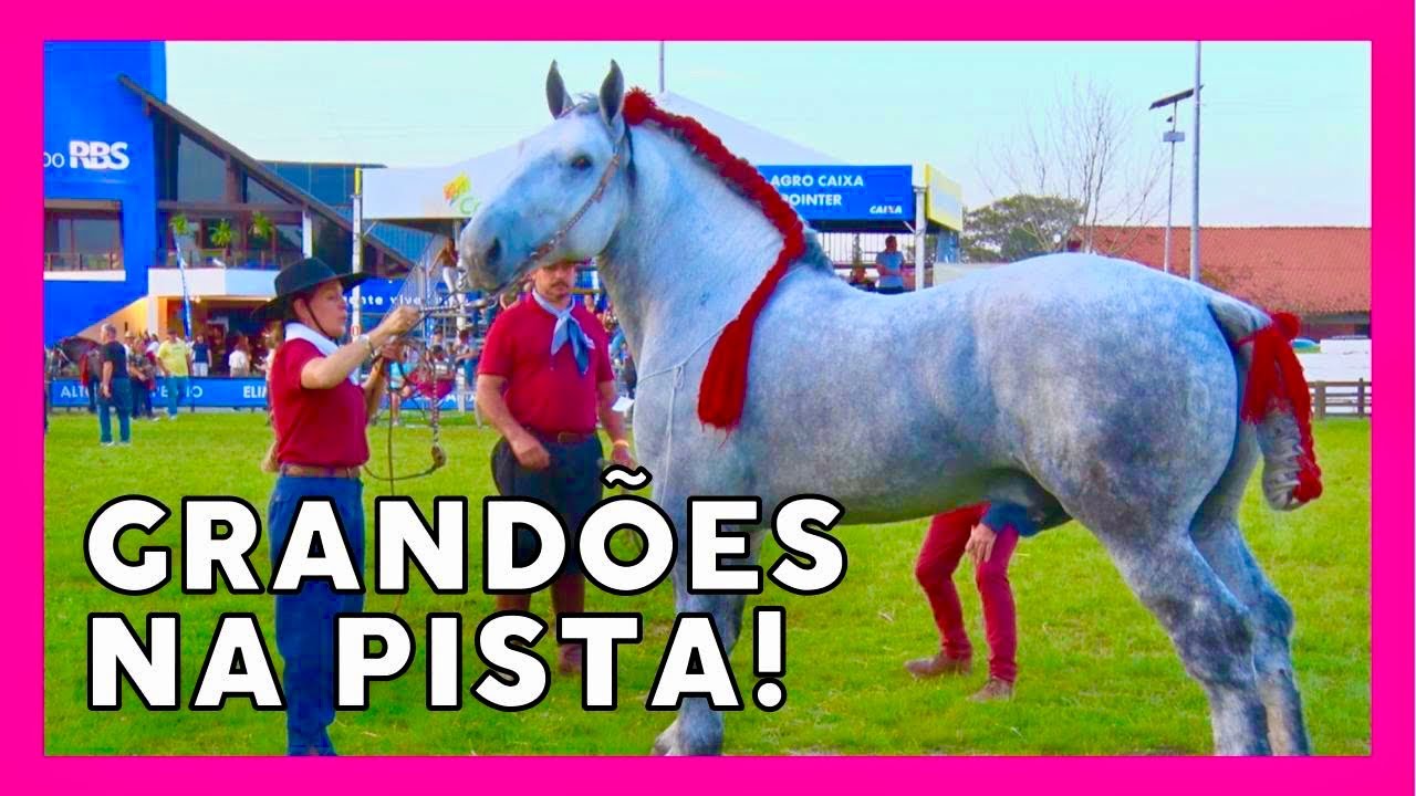 Cavalo PERCHERON/ EXPOINTER 2022