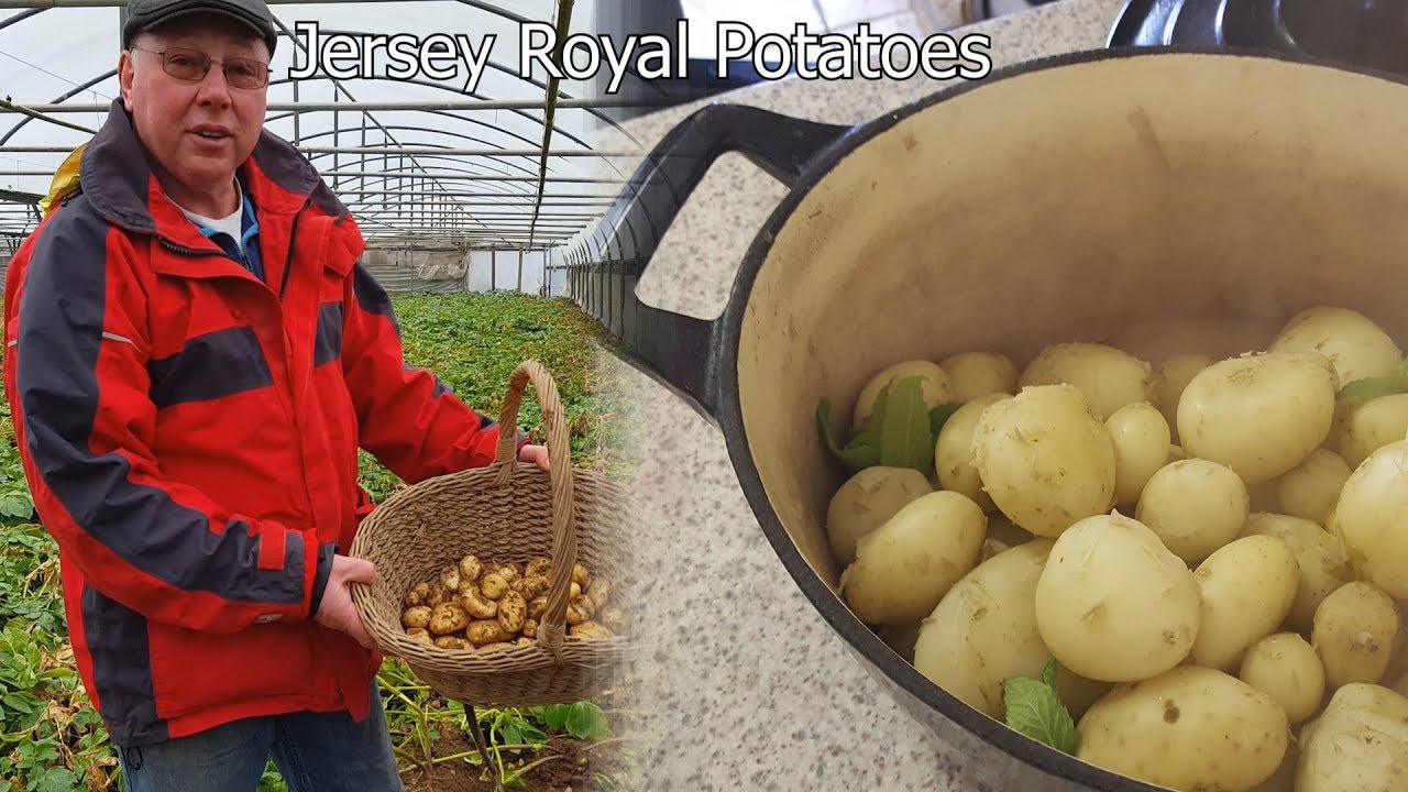 How to Grow and Cook Potatoes - Jersey Royals