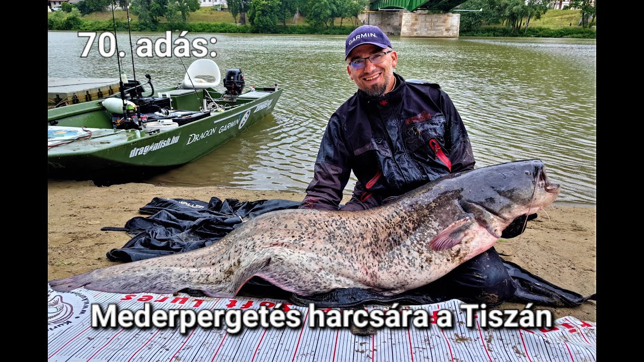 Pergetés Szalai Gáborral - 70. adás: Mederpergetés harcsára a Tiszán