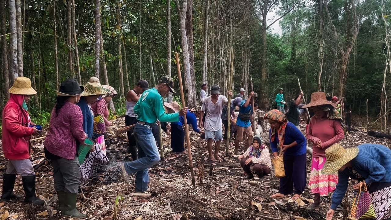 Petualangan Alam Desa Pedalaman Kalimantan Tradisi Dayak Bakumpai Manugal Atau Tanam Padi