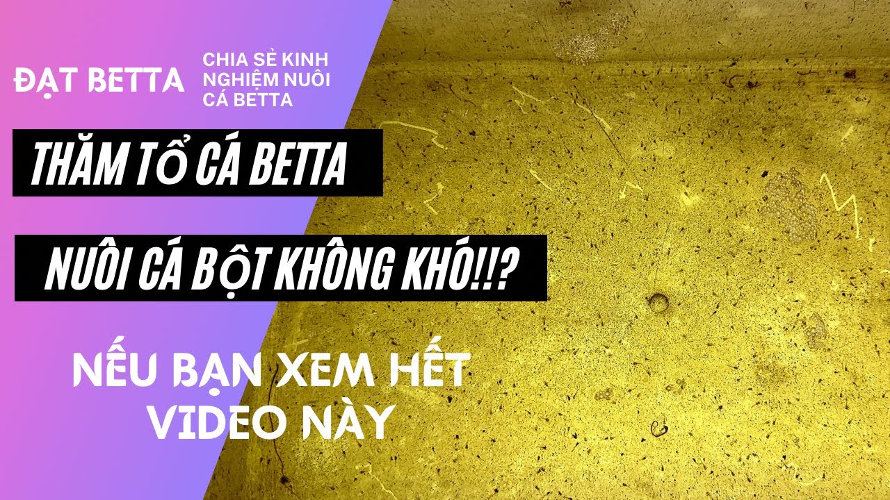 Đi Thăm Tổ Cá Betta Và Cách Nuôi Cá Bột Tốt Nhất | Chia Sẻ Kinh Nghiệm Nuôi Cá Betta | Dat Betta