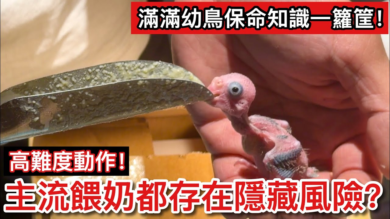 噴管超危險！常見餵奶方式「保命」與「致命」的距離？正確餵奶方式「不會」誤把推鳥寶入火坑！【鸚鵡小木屋】