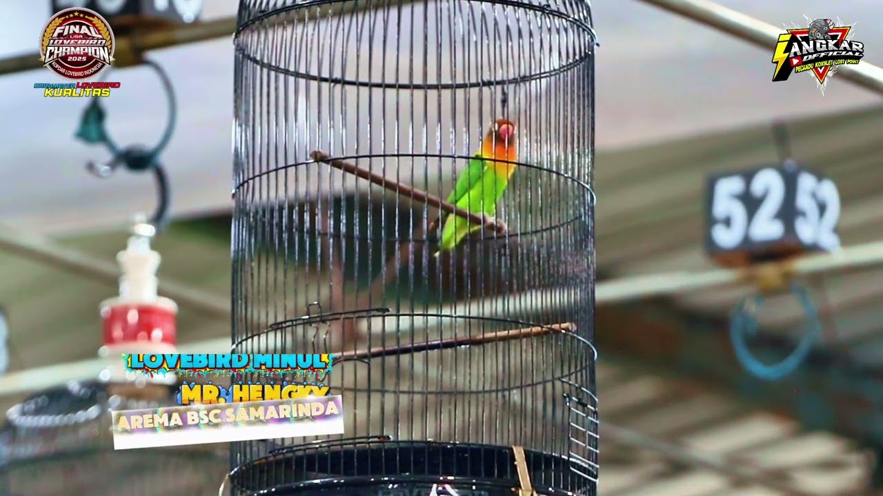 LOVEBIRD MINUL JUARA FIGHTER RAPIH DI FINAL LLC 2025/AREMA BSC SAMARINDA