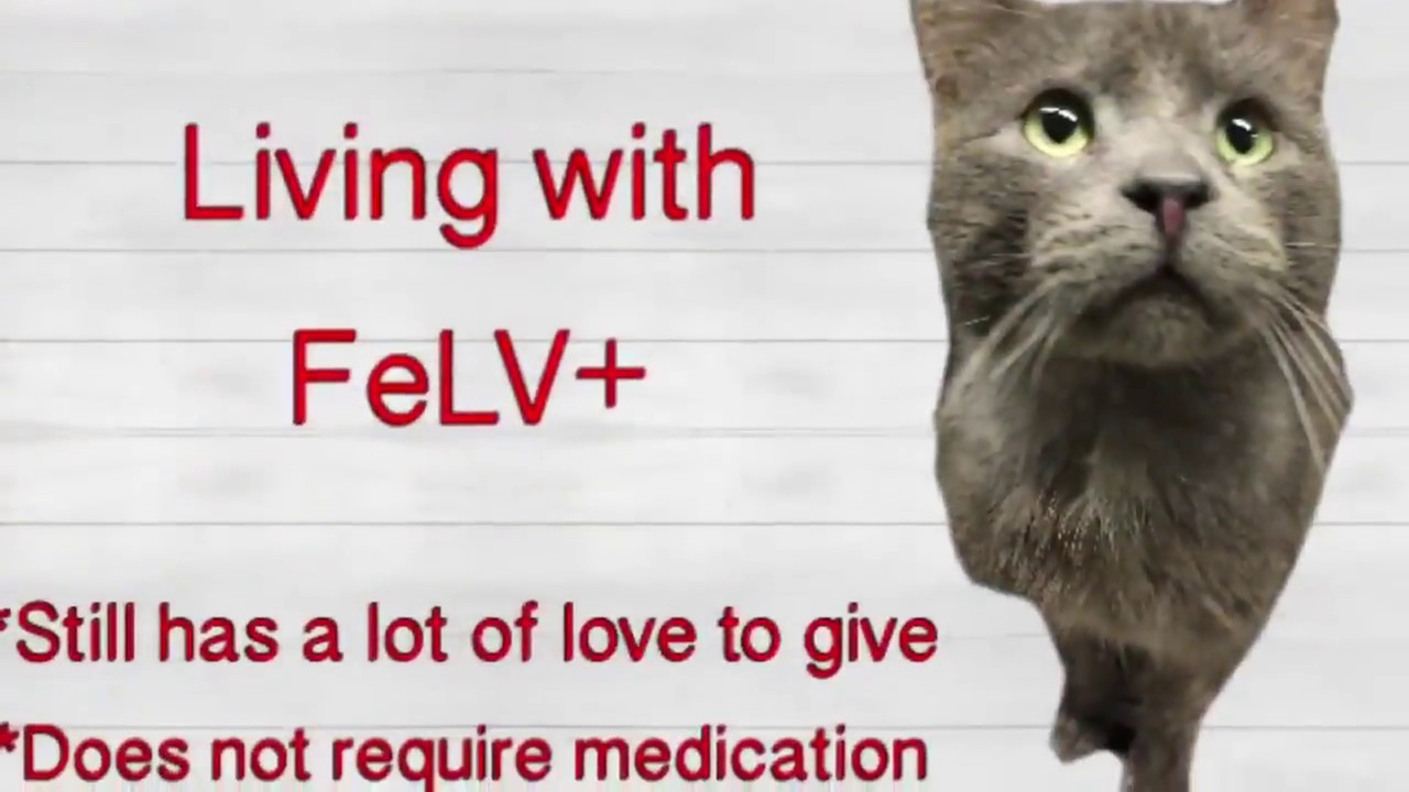 Help the FeLV+ cats at CACC!